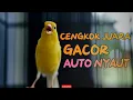 Download Lagu Ampuh Banget! Kenari Gacor Cuit Panjang Bikin Paud Emosi dan Ikutan Ngerol