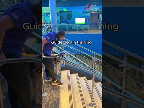 Guide Dog in Training Takes on the Mote Marine Aquarium! 🐶🌊
