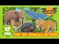 Top 20 Most Popular Animals from Season Two in 2021! Part 2! | Leo the Wildlife Ranger