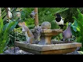 CAT TV NO ADS Birds Squirrels Frolic Around the Fountain Bird s for cats R