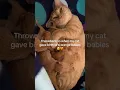 Lagu Literally the sweetest mama ever! 😽 #catoftheday #cat #kitten #catlovers #cutecat @ellad_showandtell