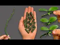 Download Lagu Secret to Easily Propagating Orchids Right on the Branch and Blooming All Year Round!