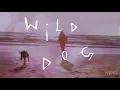 Wild Dog - Animor