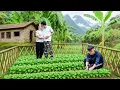 Download Lagu CEO Quits Luxury Life to Harvesting Wild Pineapples \u0026 Live Off-Grid Growing Vegetables