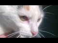 Bot Fly Larva Removal From Kitten UPDATE