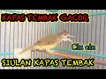 Download Lagu KAPAS TEMBAK GACOR // SIULAN KAPAS TEMBAK