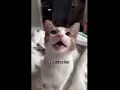 His crimes cat meme