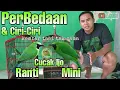 Download Lagu PERBANDINGAN CUCAK IJO MINI DAN CUCAK IJO RANTI... JANGAN SALAH BELI Download Lagu PERBANDINGAN CUCAK IJO MINI DAN CUCAK IJO RANTI... JANGAN SALAH BELI