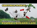 Download Lagu PIKAT KUTILANG MUDA BERHADAPAN SEGEROMBOLAN KUTILANG LIAR..