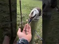 Lagu Burung kookaburra menggigit tangan orang 😅