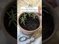 Download Lagu Grow Rosemary from cuttings by covering them with a clear plastic bag for humidity! #rosemary #herbs