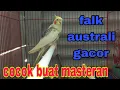 Download Lagu falk australia gacor cocok buat masteran falk malas bunyi