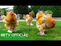 30 Unbelievable Chicken Breeds That Actually Wildlife Documentary BBTV