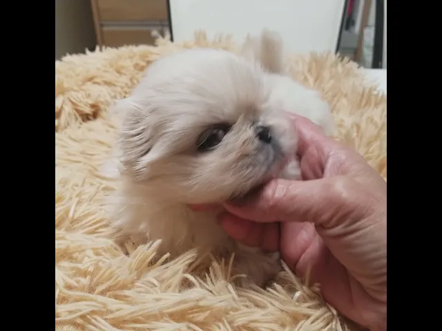 動画