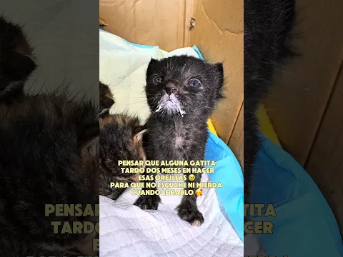 Denisovich Alejandro Malandro, representante a muchos michis #humor #yt #mascotas #viralvideo #fyp