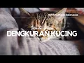 Kucing Yang Tidur begitu Nyenyak Hingga Mendengkur Begitu Keras, Nikmati !!!