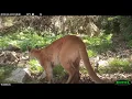 Wildlife Wednesday A Quiet Mountain Lion Chirp