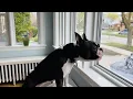 The Most Intimidating Boston Terrier Bark