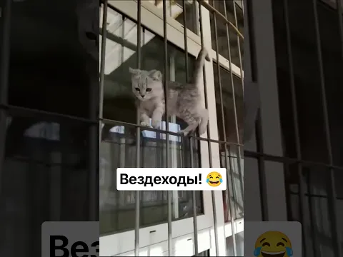 На это можно смотреть ВЕЧНО!! Смешные Котики 😂😂😂  #Shorts