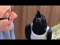 Download Lagu This crow seems convinced he's a tiny human