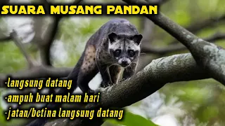 suara pikat musang pandan ampuh buat siang dan malam buktikan