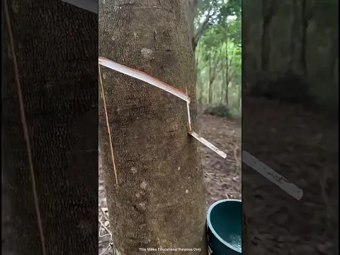 This Tree Bleeds White Liquid #shortvideo