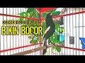 Download Lagu AMPUH KACER DAHIT GACOR BIKIN BOCOR !! PANCINGAN KACER GACOR BIKIN NYAUT KONSLET.