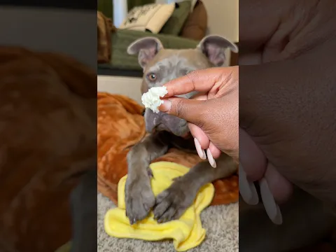 Cleaning and Moisturizing My Dogs Paws with Shea Butter ASMR #asmr #asmrvideo #satisfying #cute