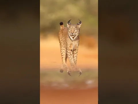 Iberian Lynx, The Phantom Animal of Iberia 🐾