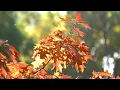 Download Lagu Heavenly Music 🎻 Violin \u0026 Cello 🍁Scenic Relax Film 🍁 Fall Foliage 4k