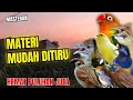 Download Lagu MASTERAN AMPUH MUDAH DITIRU UNTUK BURUNG FIGHTER - 24 JAM NONSTOP #masteranmuraibatu