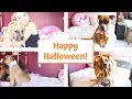 Dog Halloween Costumes - DIY No Sew