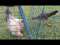 Harold Brown Grey Hens personal use and Boston RH Hen bounding soon to Indonesia