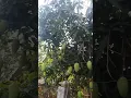 Download Lagu buah mangga gajah cuman ditanam di depan rumah#mangga