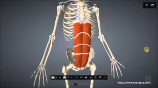 Rectus abdominis muscle