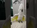 Download Lagu Crazy umbrella cockatoo Zeus- Will do anything for a laugh!!