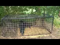Piglet escapes Voorhies hog trap from Tractor Supply