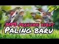 Download Lagu MP3 PIKAT BURUNG PRENJAK RIBUT PALING BARU