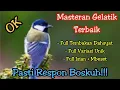 Download Lagu Masteran gelatik batu gacor full tembakan dahsyat durasi panjang