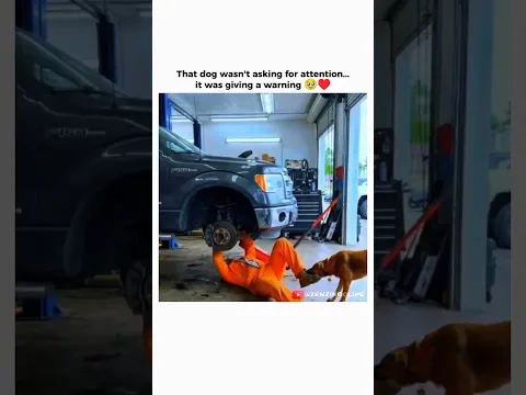 Respect for that dog 🥹