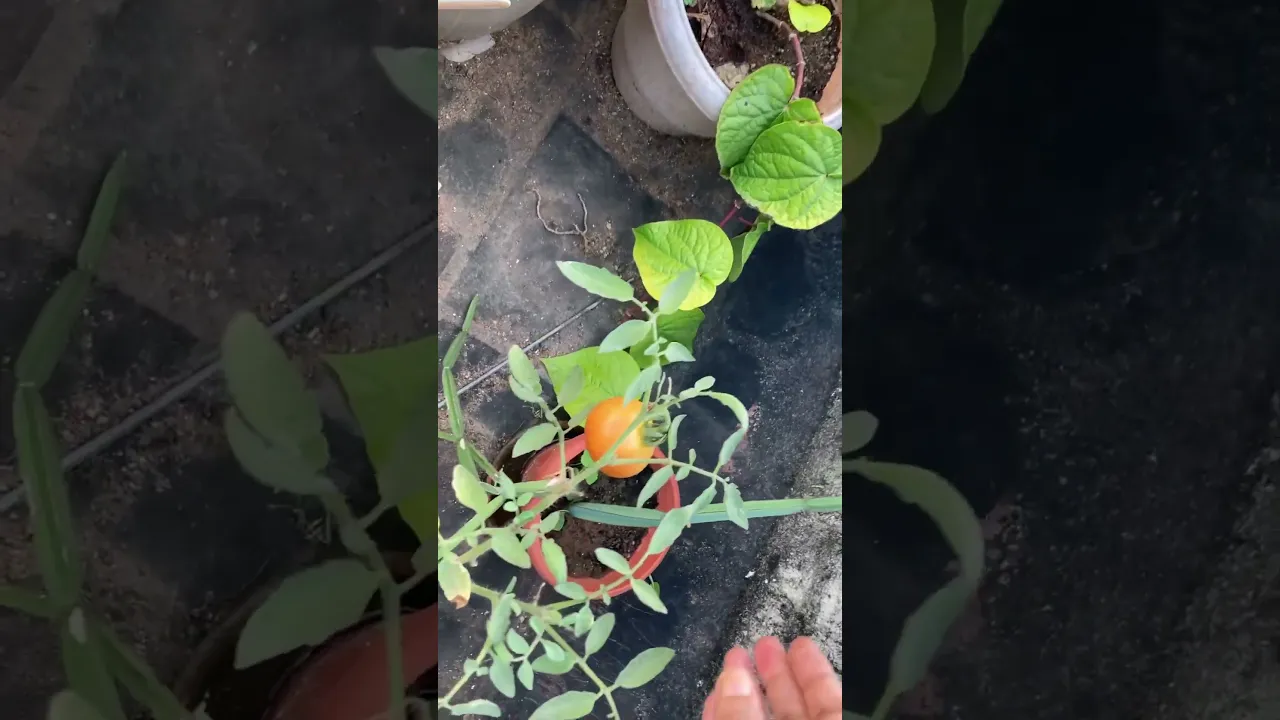 My first harvest of a Tomato in my baby attempts at terrace gardening!