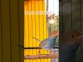 Download Lagu Suara Burung Prenjak Tilek atau Ciblek cemplir gacor