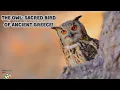 Why Athena Chose the Owl Ancient Greek Religion Explained