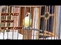 Download Lagu masteran pleci nembak wit wit cerrr