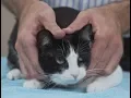 Download Lagu How to pick up a cat like a pro - Vet advice on cat handling.