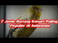 Download Lagu JENIS KENARI PALING POPULER DI INDONESIA 🐦#kicaumaniaindonesia #kicaumania