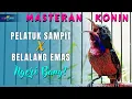 MASTERAN KONIN FULL ISIAN TEMBAKAN MEWAH - KONIN ISIAN PELATUK SAMPIT \u0026 BELALANG EMAS SUPER GACOR