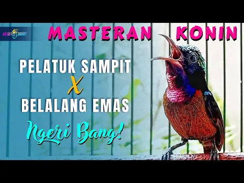 Download MP3 MASTERAN KONIN FULL ISIAN TEMBAKAN MEWAH - KONIN ISIAN PELATUK SAMPIT \u0026 BELALANG EMAS SUPER GACOR