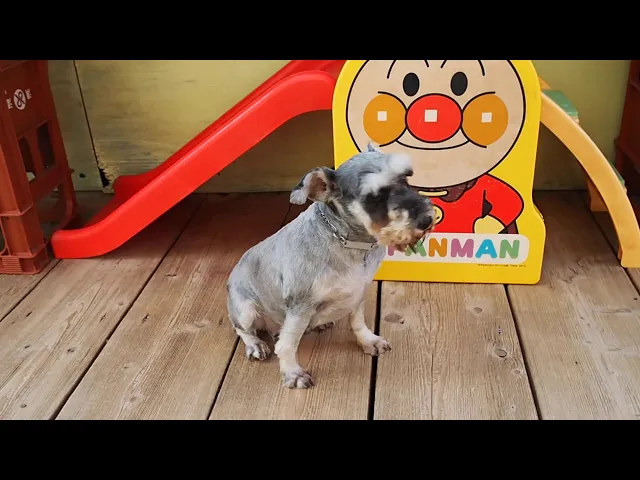 動画