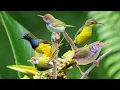 Download Lagu Suara Burung Ribut Ampuh Untuk Pikat Burcil Kombinasi Prenjak Dan Sogon Mp3 Audio